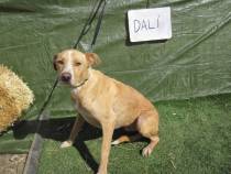Dali Dali