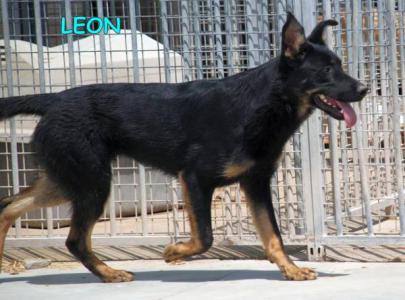 Leon Leon