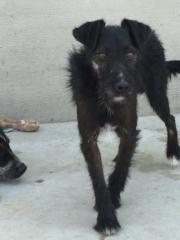 Blacky Blacky