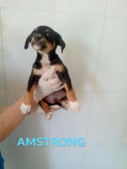 Amstrong Amstrong