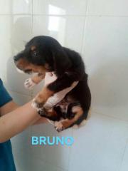 Bruno Bruno