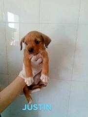 Justin Justin