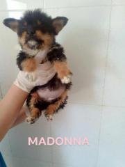 Madonna Madonna