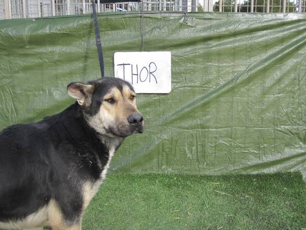 Thor