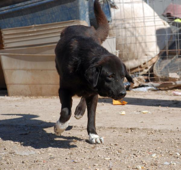 Lulú